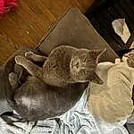 Cat, Carnivore, Felidae, Small To Medium-sized Cats, Whiskers, Grey, Comfort, Fawn, Russian blue, Domestic Short-haired Cat, Furry friends, Nap, Wood, Tail, Cat Bed, Foot, Sleep