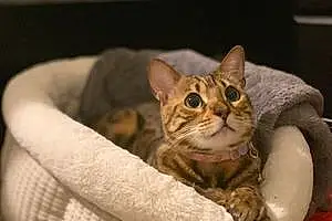 Name Bengal Cat Chibi