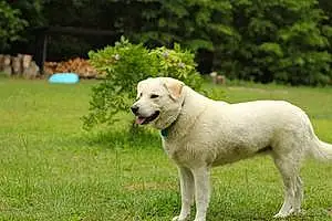 Labrador Retriever Dog Pearl