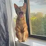 Cat, Window, Cloud, Felidae, Carnivore, Sky, Small To Medium-sized Cats, Whiskers, Fawn, Wood, Tail, Tints And Shades, Snout, Tree, Furry friends, Domestic Short-haired Cat, Paw, Terrestrial Animal, Windshield, Comfort