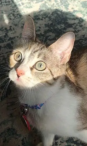 Siamese Cat Kat