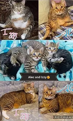 Egyptian Mau Cat Alec N Izzy