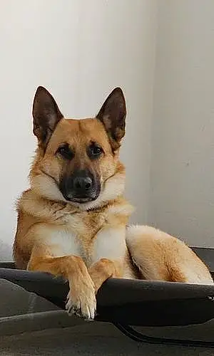 Name German Shepherd Dog Cassius