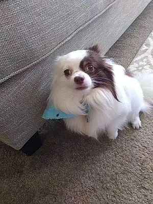 Chihuahua Dog Jasper