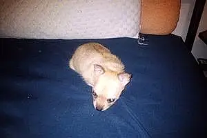 Name Chihuahua Dog Chewbacca