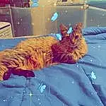 Cat, Felidae, Carnivore, Comfort, Small To Medium-sized Cats, Whiskers, Fawn, Tail, Bed, Furry friends, Electric Blue, Domestic Short-haired Cat, Linens, Fun, Canidae, Sky, Snow, Winter, Bedding
