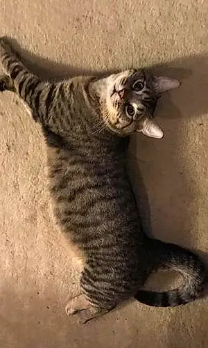 American Shorthair Cat Milo