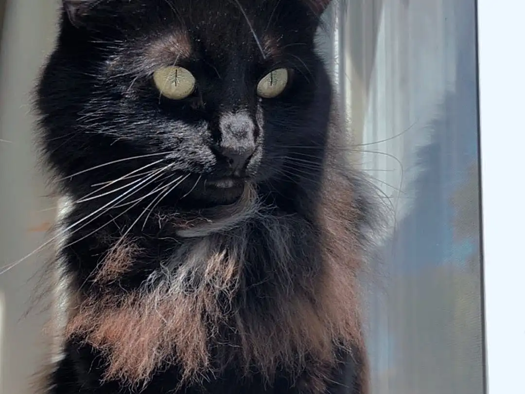 Cat, Window, Felidae, Carnivore, Whiskers, Small To Medium-sized Cats, Snout, Tail, Furry friends, Domestic Short-haired Cat, Black cats, Paw, Claw, Box, Glass, Square, British Longhair, Black & White