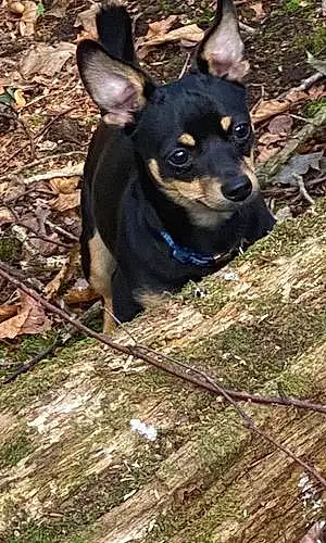 Name Chihuahua Dog Eddy