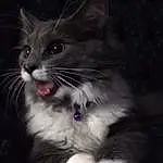 Cat, Eyes, Window, Carnivore, Felidae, Grey, Whiskers, Small To Medium-sized Cats, Snout, Tail, Paw, Furry friends, Domestic Short-haired Cat, Darkness, Black & White, Claw, Sitting, Night