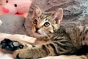 Name Bengal Cat Esme