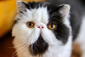 Name Persian Cat Dwight