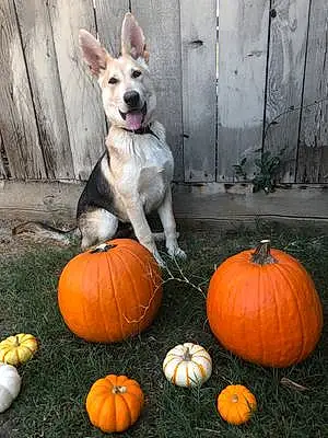 Halloween Dog Lobo