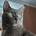Cat, Felidae, Carnivore, Russian blue, Grey, Small To Medium-sized Cats, Whiskers, Terrestrial Animal, Snout, Furry friends, Domestic Short-haired Cat, Tail, Claw, Paw, Chartreux