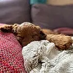 Dog, Comfort, Carnivore, Wood, Working Animal, Liver, Fawn, Companion dog, Dog breed, Terrestrial Animal, Furry friends, Linens, Woven Fabric, Claw, Puppy