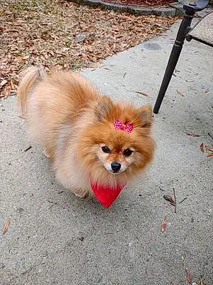 Pomeranian Dog Gizmo