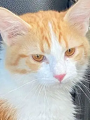 Name Cat Butterscotch