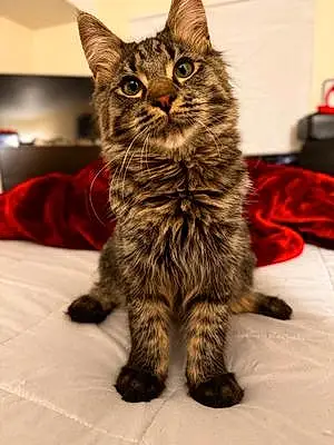 Name Maine Coon Cat Bullet