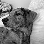 Dog, Dog breed, Carnivore, Grey, Whiskers, Style, Black-and-white, Companion dog, Working Animal, Monochrome, Black & White, Snout, Canidae, Terrestrial Animal, Furry friends, Comfort, Puppy, Sitting