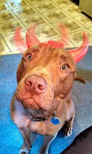 Name Pit Bull Terrier Dog Capone