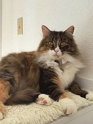 Oriental Longhair Cat Bailey