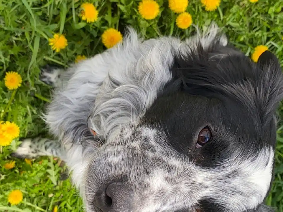 Flower, Plant, Dog, Dog breed, Carnivore, Working Animal, Grass, Companion dog, Groundcover, Snout, Meadow, Grassland, People In Nature, Whiskers, Herbaceous Plant, Petal, Canidae, Furry friends, Dog Collar