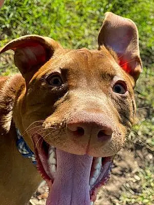 Name Pit Bull Terrier Dog Duncan