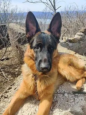 Name German Shepherd Dog Achilles