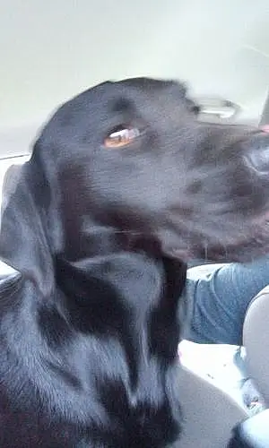 Name Labrador Retriever Dog Emmy