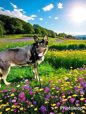 Name Australian Shepherd Dog Faith