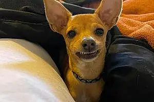 Chihuahua Dog Orla Mccool Bryan