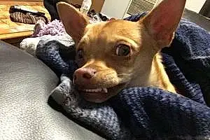 Chihuahua Dog Chewbacca