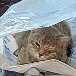 Cat, Felidae, Carnivore, Small To Medium-sized Cats, Comfort, Whiskers, Bag, Paper Bag, Plastic Bag, Domestic Short-haired Cat, Furry friends, Linens, Nap, Sleep