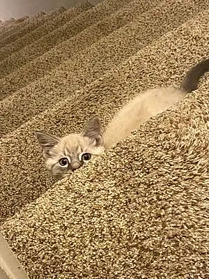 Siamese Cat Yoshi
