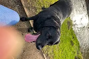 Name Labrador Retriever Dog Clay