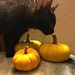 Cat, Cucurbita, Whiskers, Pumpkin, Winter Squash, Calabaza, Gourd, Halloween, Black cats, Jack O Lantern, Snout, Squash, Cucumber Gourd And Melon Family
