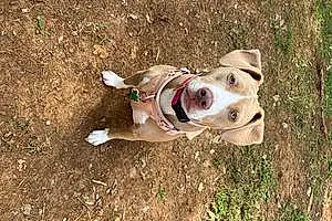 Name Pit Bull Terrier Dog Amara