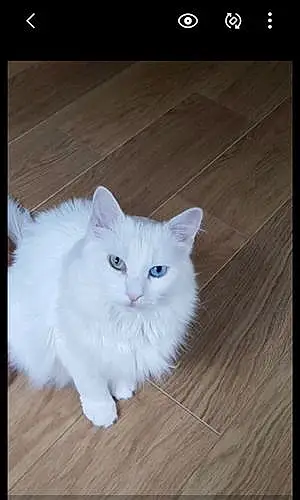 Turkish Angora Cat Molly
