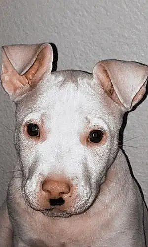 Pit Bull Terrier Dog King
