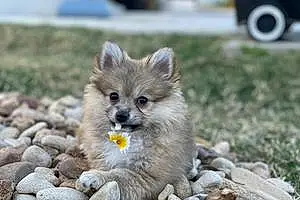 Name Pomeranian Dog Piper