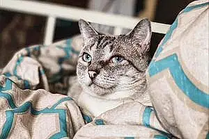 Name American Shorthair Cat Jack