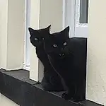 Cat, Black, White, Blue, Black cats