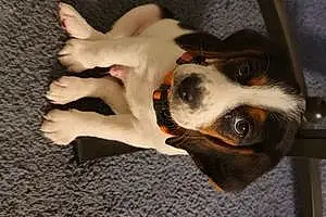 Name Beagle Dog Chance