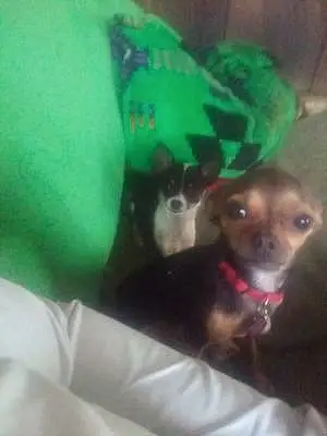 Name Chihuahua Dog Dobbie