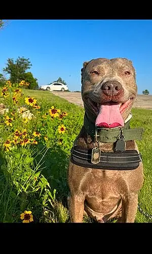Name Pit Bull Terrier Dog Atticus
