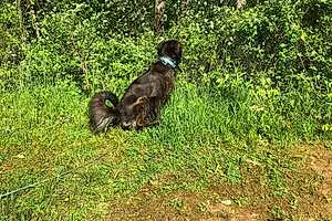 Name German Shepherd Dog Boog