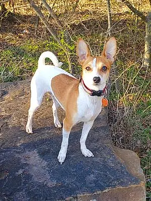 Name Chihuahua Dog Baxter