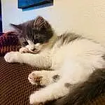 Cat, Carnivore, Felidae, Comfort, Fawn, Whiskers, Small To Medium-sized Cats, Window, Snout, Tail, Paw, Wood, Domestic Short-haired Cat, Hardwood, Claw, Furry friends, Television, Nap, Sitting