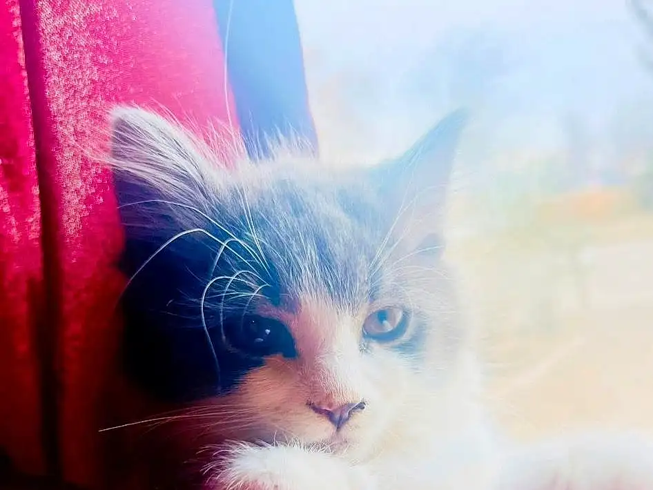 Cat, Felidae, Carnivore, Purple, Small To Medium-sized Cats, Pink, Whiskers, Magenta, Electric Blue, Snout, Happy, Sky, Window, Furry friends, Grass, Font, Paw, Photo Caption, Domestic Short-haired Cat