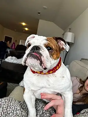 Bulldog Dog Sophia